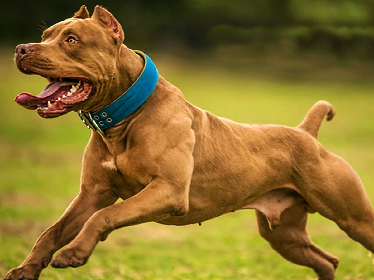 Staffordshire Bull Terrier Staffordshire Bull Terrier - foto blog